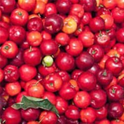Acerola Fruchtpulverextrakt