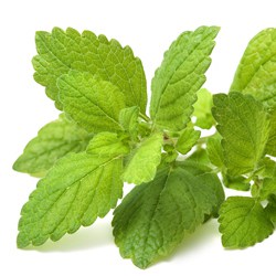 Bio Lemongrass Hydrolate