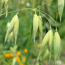Waldtrespe Blütenextrakt