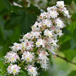 Weisse Kastanie Bachblütenextrakt