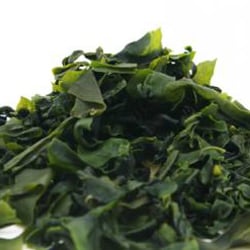 Fucus vesiculosus-Pulver