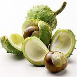 Kastanienschalenextrakt