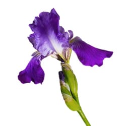 Schwertlilienwurzel- Extrakt