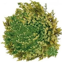 Rose von Jerico Extrakt