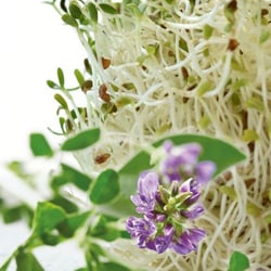 Bio Luzerne - Alfaalfa-Extrakt