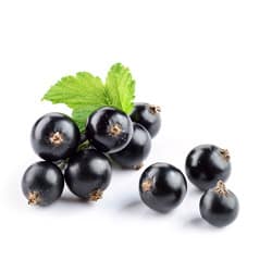 Schwarze Johannisbeeren - Öl