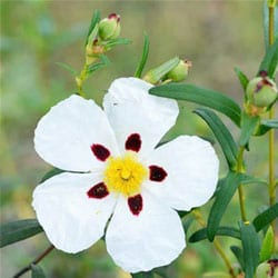 Bio Zistrosenkraut Hydrolate