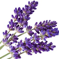 Bio Levendel Hydrolate