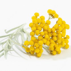 Bio Immortelle Hydrolate