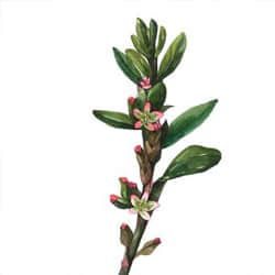 Vogelknöterich Extrakt