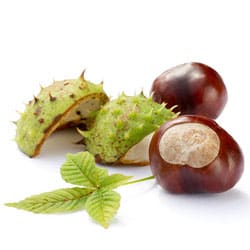 Rosskastanienextract