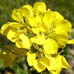 Ackersenf Blütenextrakt