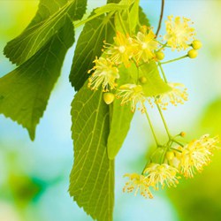 Bio Winterlinde Hidrolate