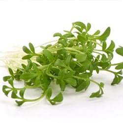 Gartenkresse Extrakt